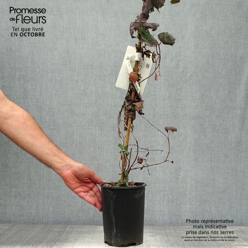Esemplare di Parthenocissus tricuspidata Atropurpurea Vaso da 2L/3L come consegnato in autunno