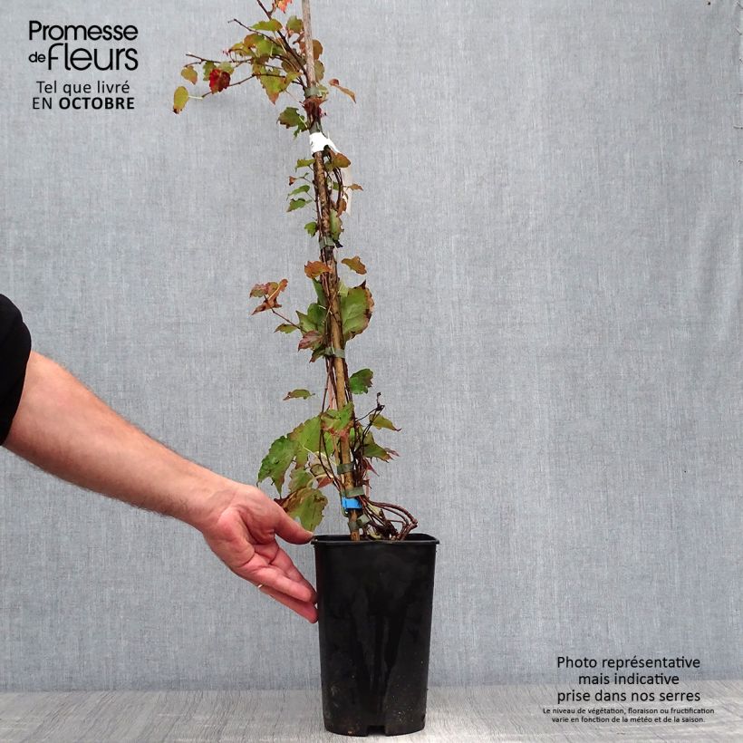 Esemplare di Parthenocissus tricuspidata Minutifolia Vaso da 2L/3L come consegnato in autunno