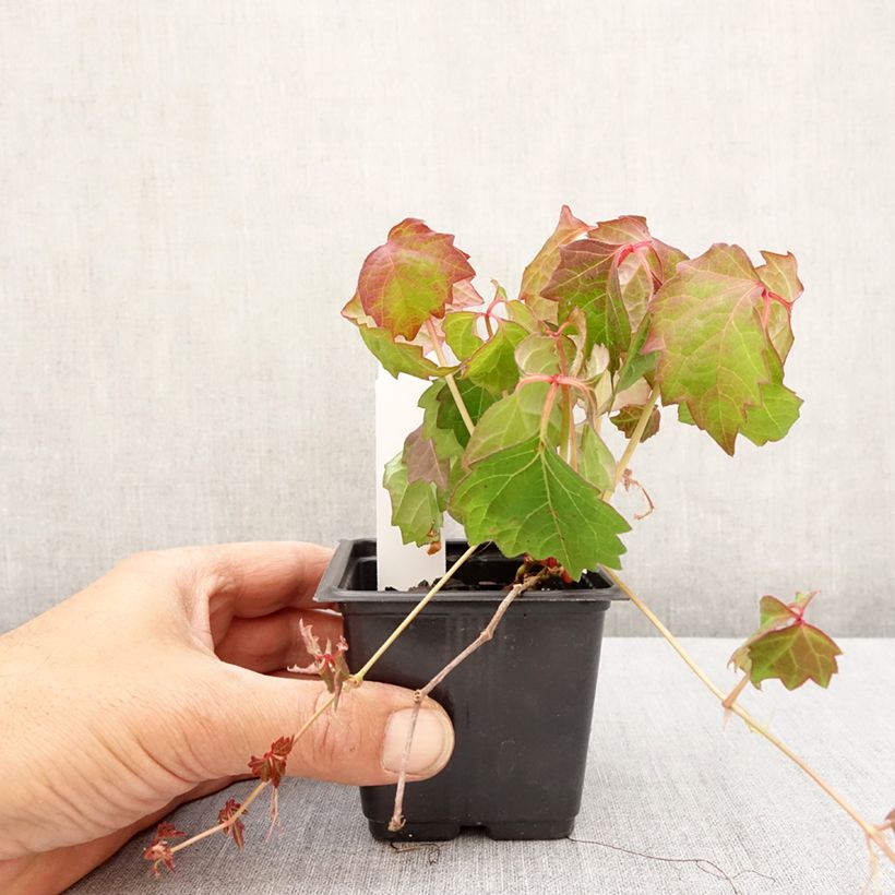 Parthenocissus tricuspidata Veitchii Vasetto da 8/9 cm esemplare consegnato in primavera