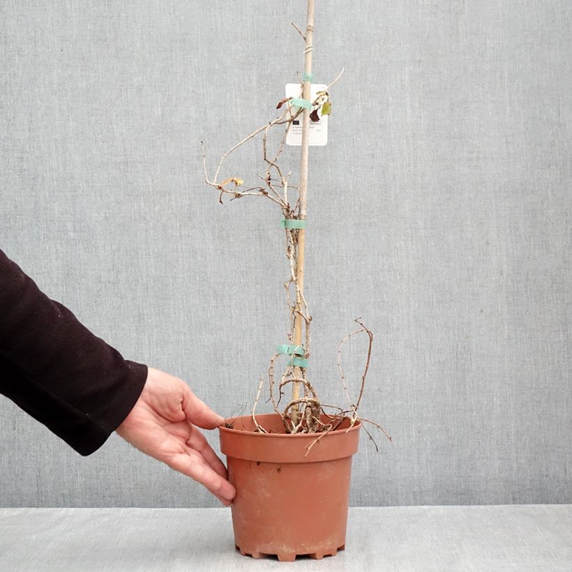 Esemplare di Parthenocissus tricuspidata Veitchii Vaso da 2L/3L come consegnato in autunno