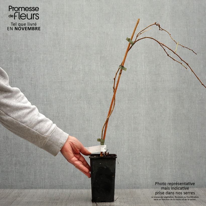 Esemplare di Parthenocissus tricuspidata Veitchii Robusta Vaso da 1,5L/2L come consegnato in autunno