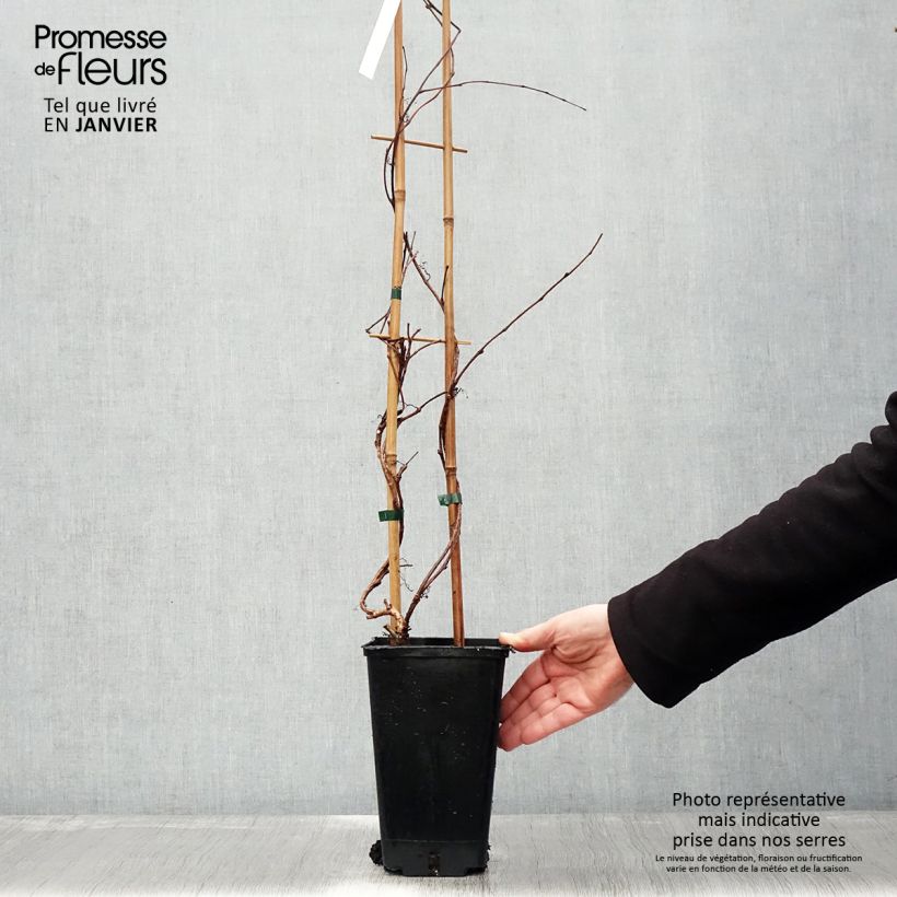 Parthenocissus tricuspidata Veitchii Robusta Vaso da 2L/3L esemplare consegnato in inverno