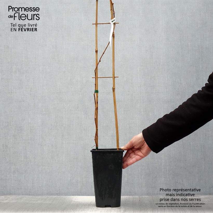 Parthenocissus quinquefolia Yellow Wall - Vite americana Vaso da 3L/4L esemplare consegnato in inverno