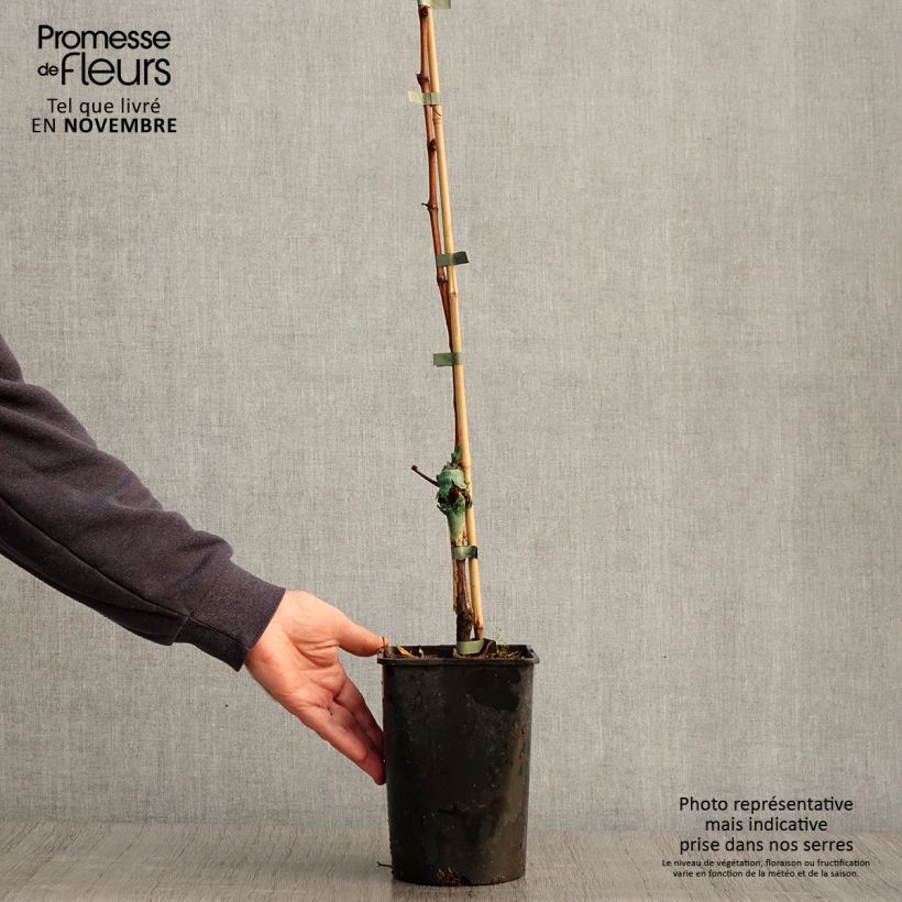 Esemplare di Vite Phoenix Vaso da 2L/3L come consegnato in autunno