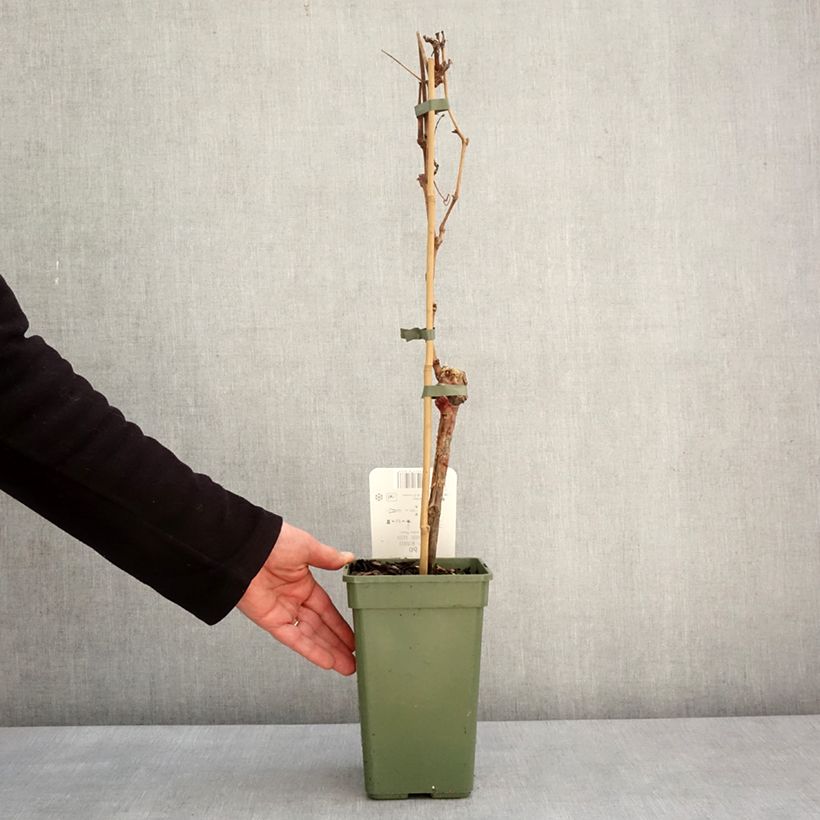 Vite Phoenix Vaso da 2L/3L esemplare consegnato in inverno