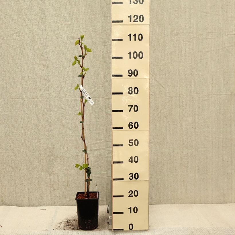 Vite Phoenix Vaso da 2L/3L esemplare consegnato in primavera