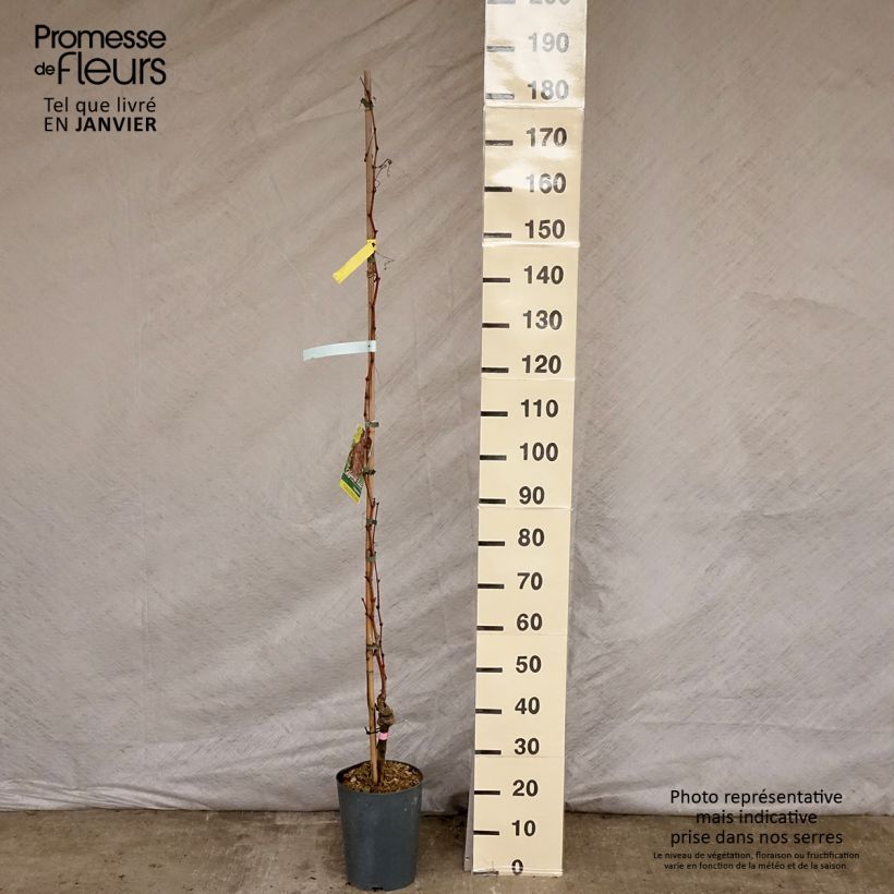 Vite Argentina (GARGIULO 130387) Vaso da 4L/5L esemplare consegnato in inverno