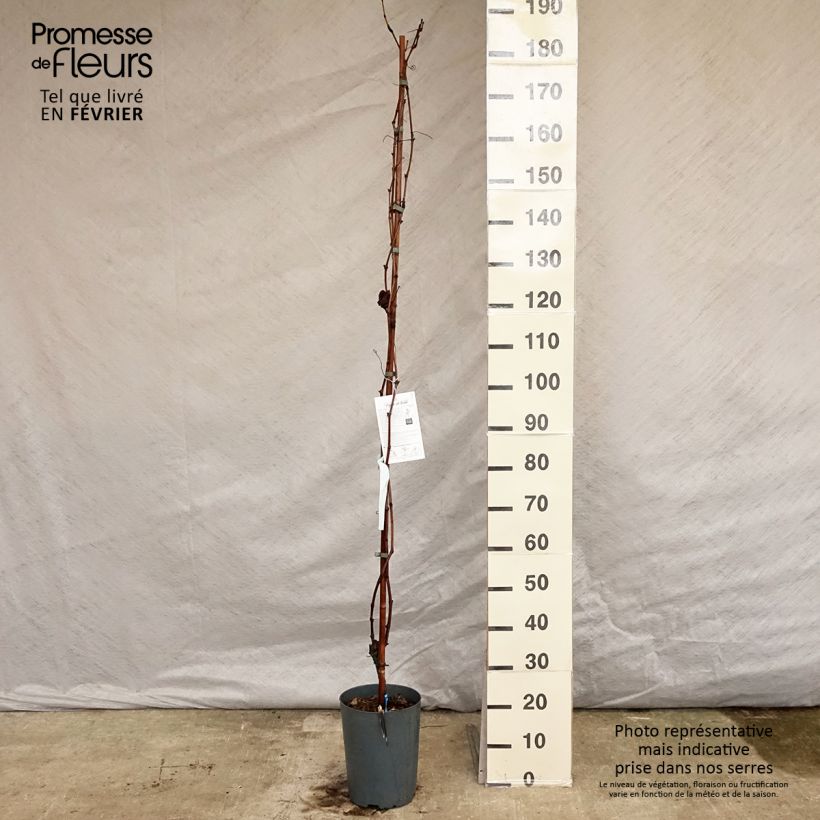 Vite Moscato blu Vaso da 4L/5L esemplare consegnato in inverno