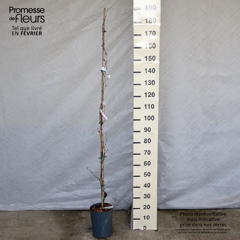 Vite da tavola Palatina Vaso da 4L/5L esemplare consegnato in inverno