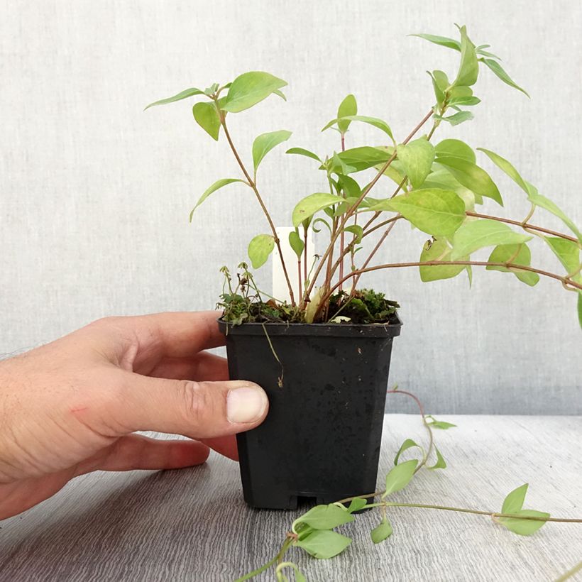 Esemplare di Vinca major Alba - Pervinca maggiore Vasetto da 8/9 cm come consegnato in autunno