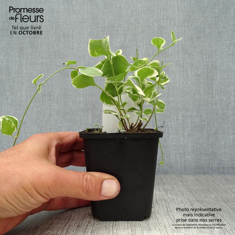 Esemplare di Vinca major Variegata - Pervinca maggiore Vasetto da 8/9 cm come consegnato in autunno