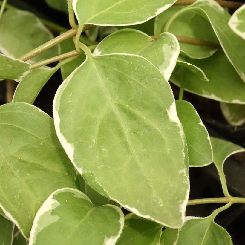 Vinca major Variegata - Pervinca maggiore (Fogliame)