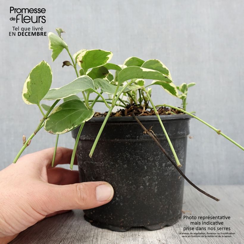 Esemplare di Vinca major Variegata - Pervinca maggiore Vaso da 2L/3L come consegnato in autunno