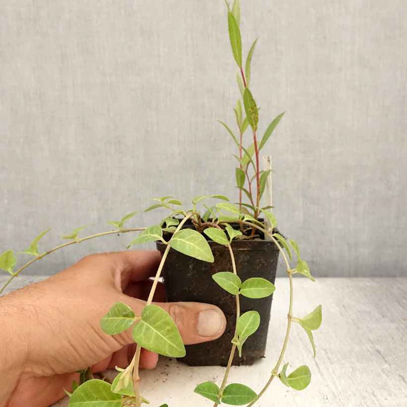 Esemplare di Vinca minor Alba - Pervinca minore Vasetto da 8/9 cm consegnato in estate