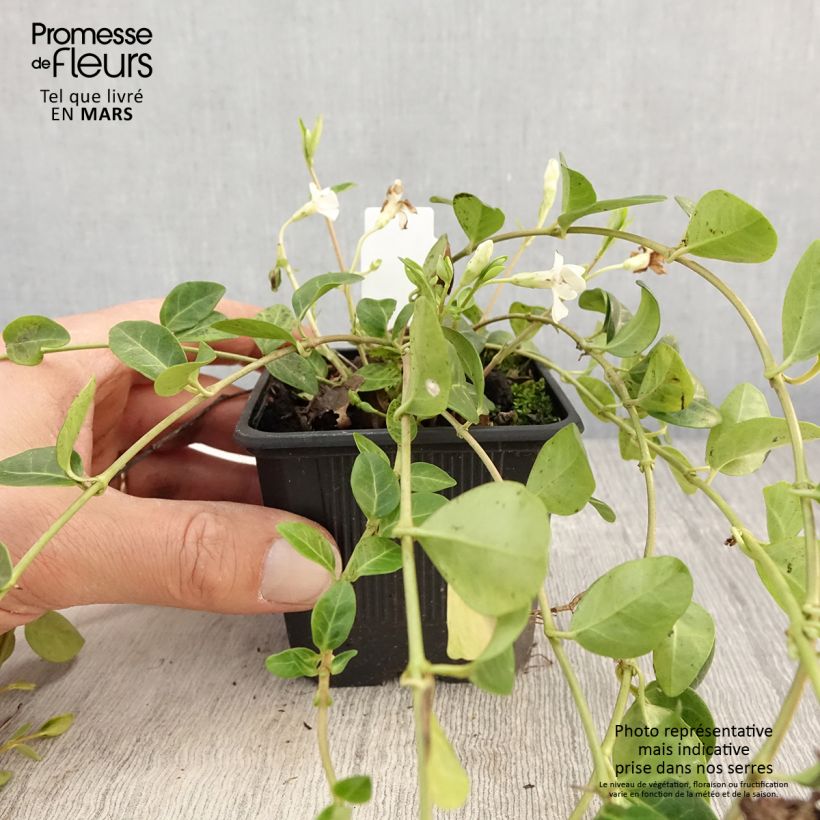 Vinca minor Alba - Pervinca minore Vasetto da 8/9 cm esemplare consegnato in primavera