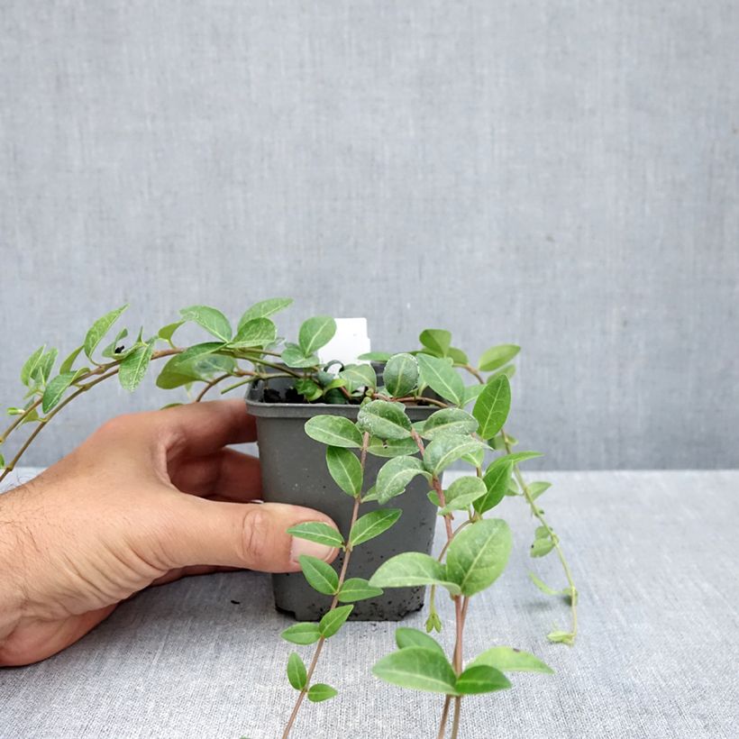 Esemplare di Vinca minor Alba - Pervinca minore Vasetto da 8/9 cm come consegnato in autunno