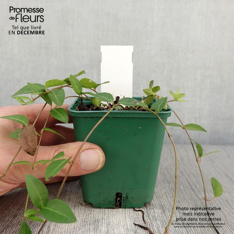 Esemplare di Vinca minor Anna - Pervinca minore Vasetto da 8/9 cm come consegnato in autunno