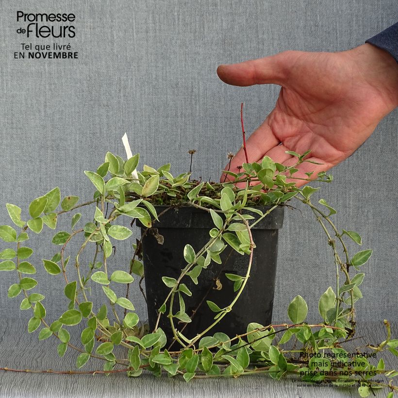 Esemplare di Vinca minor Argenteovariegata - Pervinca minore Vaso da 2L/3L come consegnato in autunno