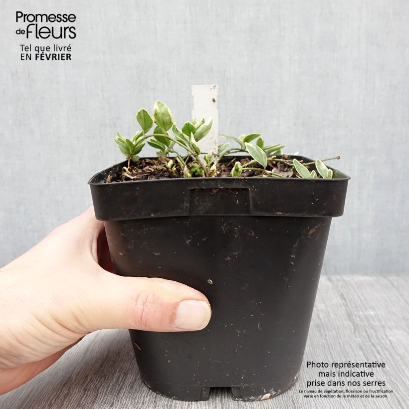 Vinca minor Argenteovariegata - Pervinca minore Vaso da 2L/3L esemplare consegnato in inverno