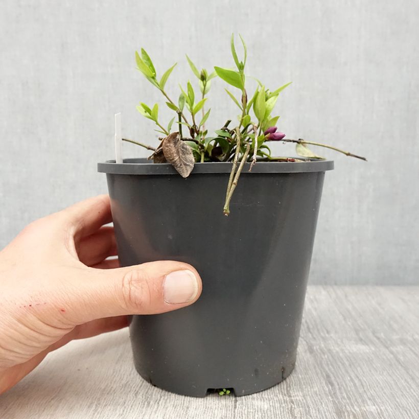 Vinca minor Atropurpurea - Pervinca minore Vaso da 2L/3L esemplare consegnato in primavera