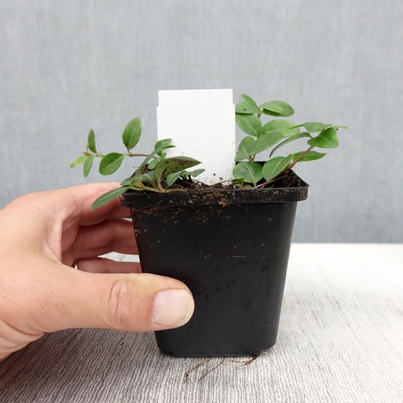 Esemplare di Vinca minor Flower Power - Pervinca minore Vasetto da 8/9 cm come consegnato in autunno