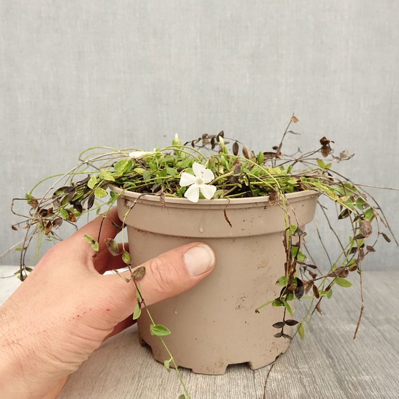 Vinca minor Gertrude Jekyll - Pervinca minore Vaso da 2L/3L esemplare consegnato in primavera