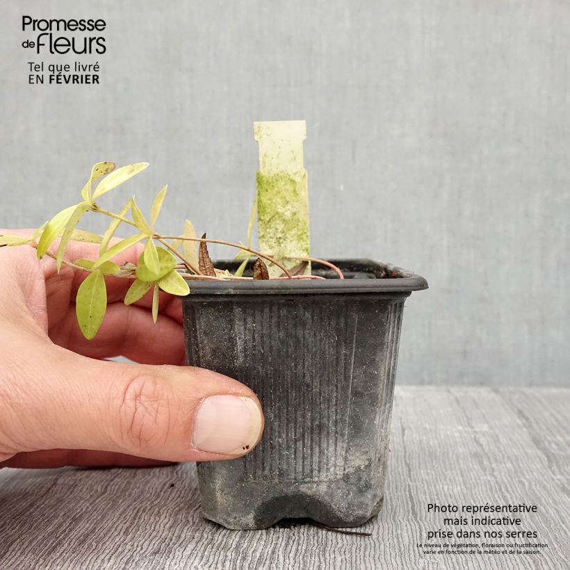 Vinca minor Grüner Teppich - Pervinca minore Vasetto da 8/9 cm esemplare consegnato in inverno