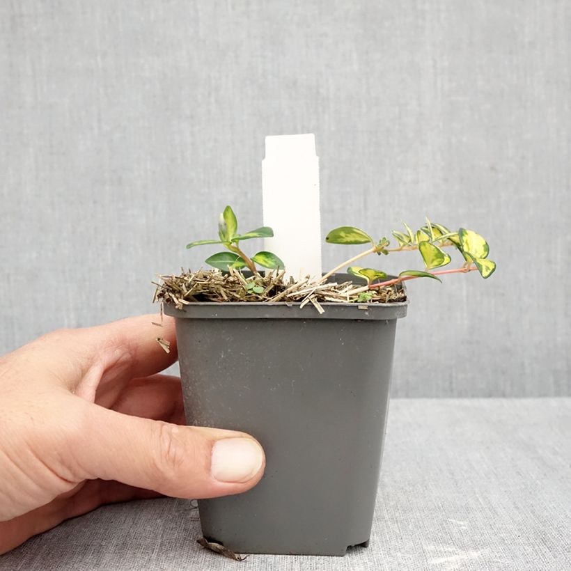 Esemplare di Vinca minor Illumination - Pervinca minore Vasetto da 8/9 cm come consegnato in autunno