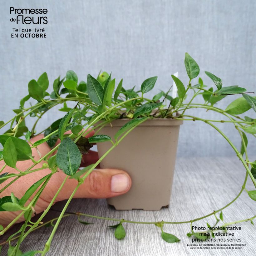 Esemplare di Vinca minor Josefine - Pervinca minore Vasetto da 8/9 cm come consegnato in autunno