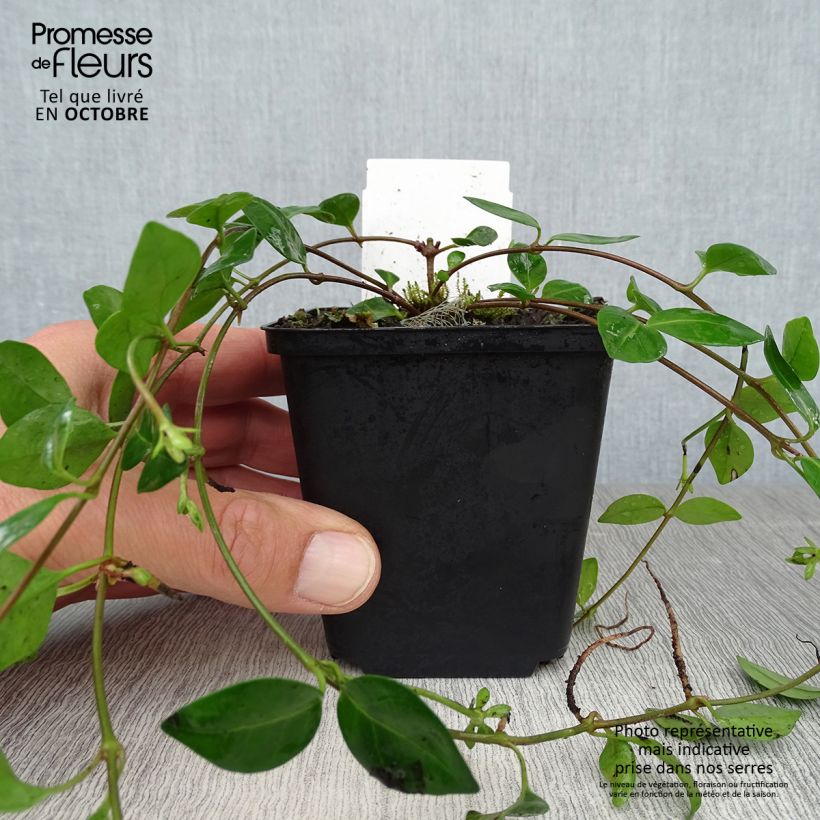 Esemplare di Vinca minor Marie - Pervinca minore Vasetto da 8/9 cm come consegnato in autunno