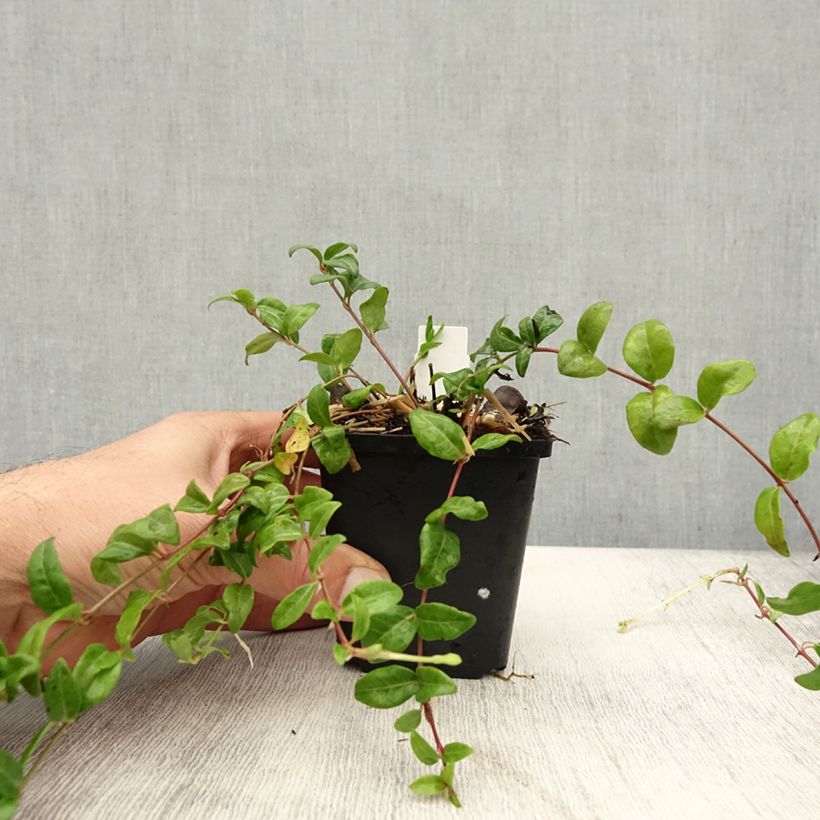 Esemplare di Vinca minor Multiplex - Pervinca minore Vasetto da 8/9 cm come consegnato in autunno