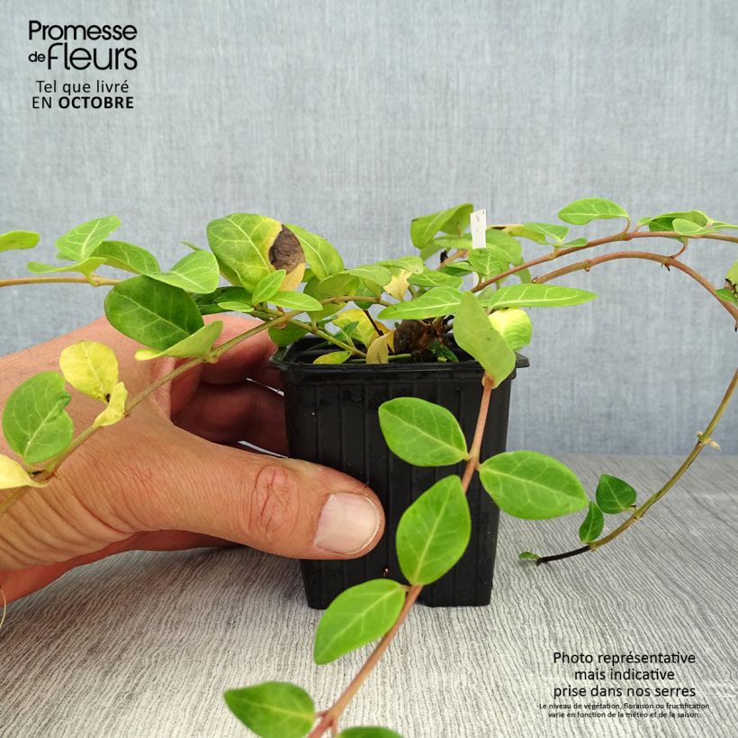 Esemplare di Pervinca minore - Vinca minor Vasetto da 7/8 cm come consegnato in autunno