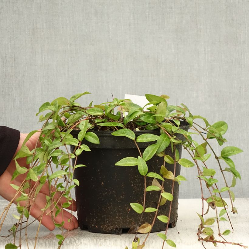 Esemplare di Pervinca minore - Vinca minor Vaso da 2L/3L come consegnato in autunno