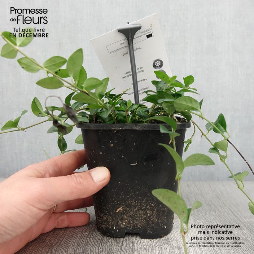 Esemplare di Vinca minor Sebastian's Beste - Pervinca minore Vaso da 2L/3L come consegnato in autunno