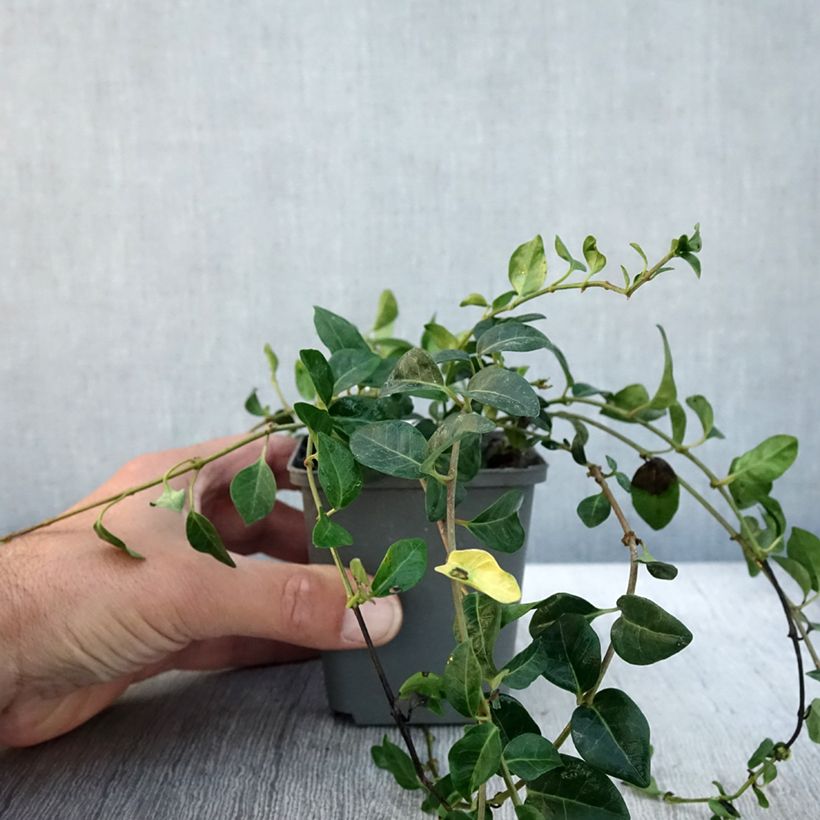 Esemplare di Vinca minor Valentin - Pervinca minore Vasetto da 8/9 cm come consegnato in autunno