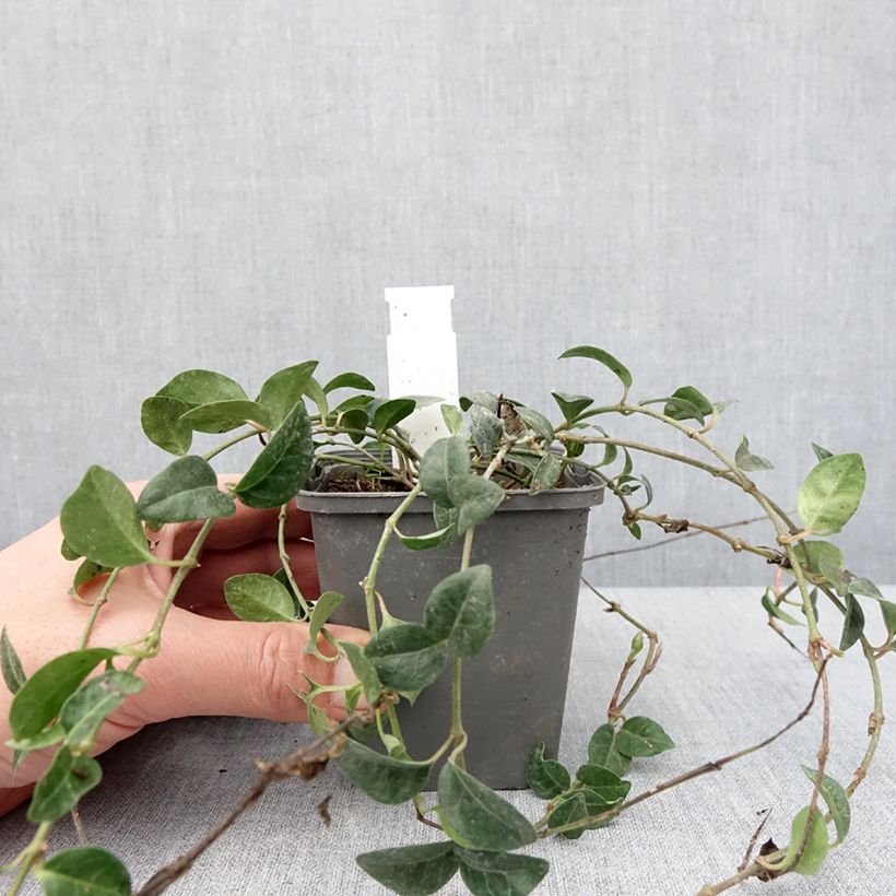 Vinca minor Valentin - Pervinca minore Vasetto da 8/9 cm esemplare consegnato in inverno