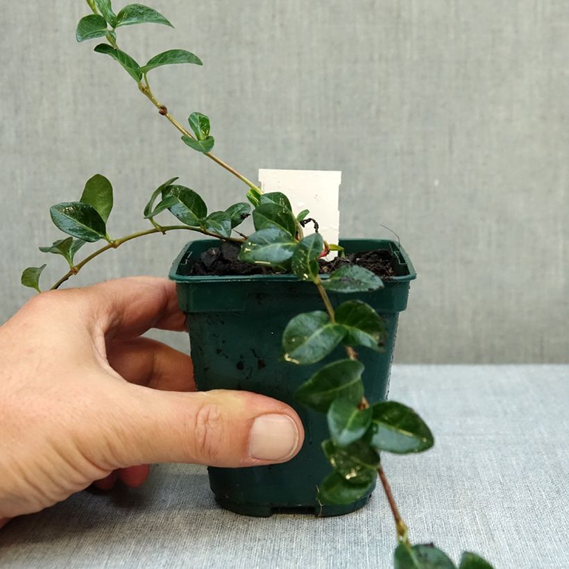 Esemplare di Vinca minor White Power - Pervinca minore Vasetto da 8/9 cm come consegnato in autunno