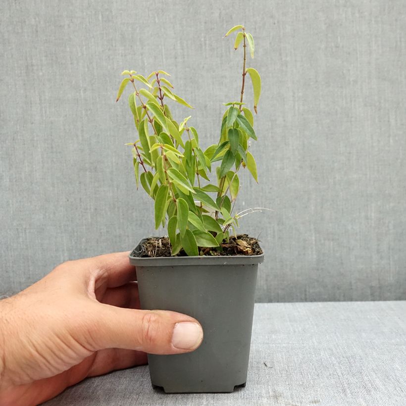 Esemplare di Vincetoxicum hirundinaria - Vincetossico comune Vasetto da 8/9 cm consegnato in estate