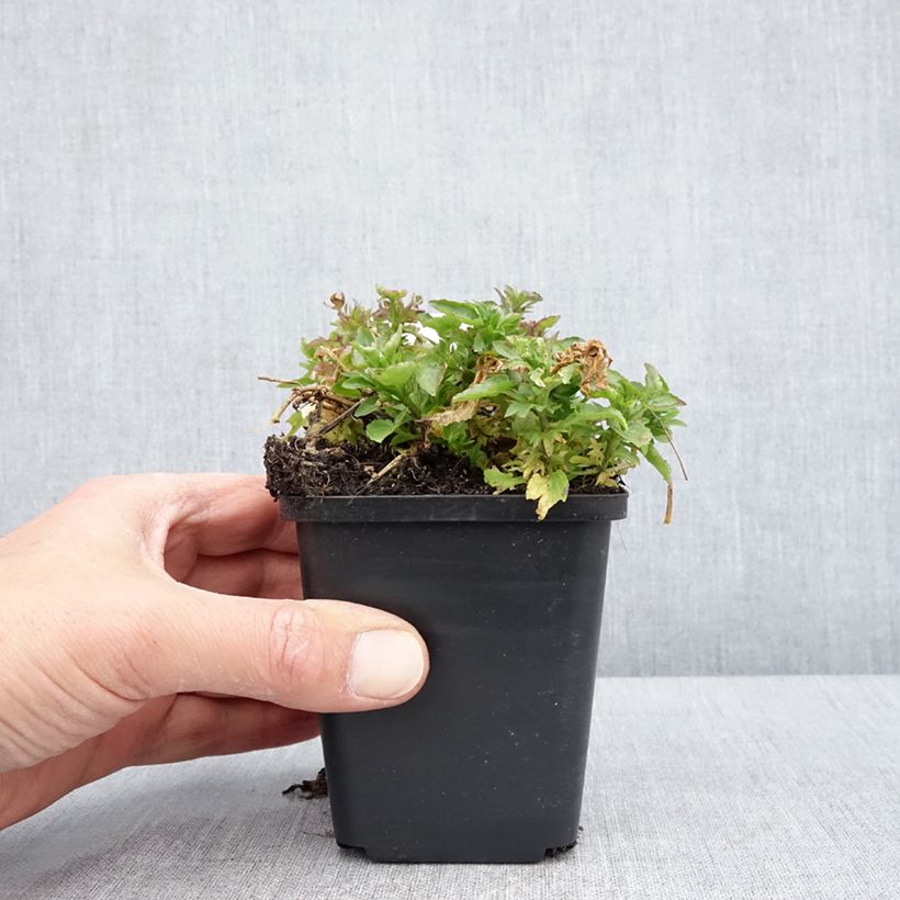 Viola cornuta Icy but spicy Vasetto da 8/9 cm esemplare consegnato in primavera