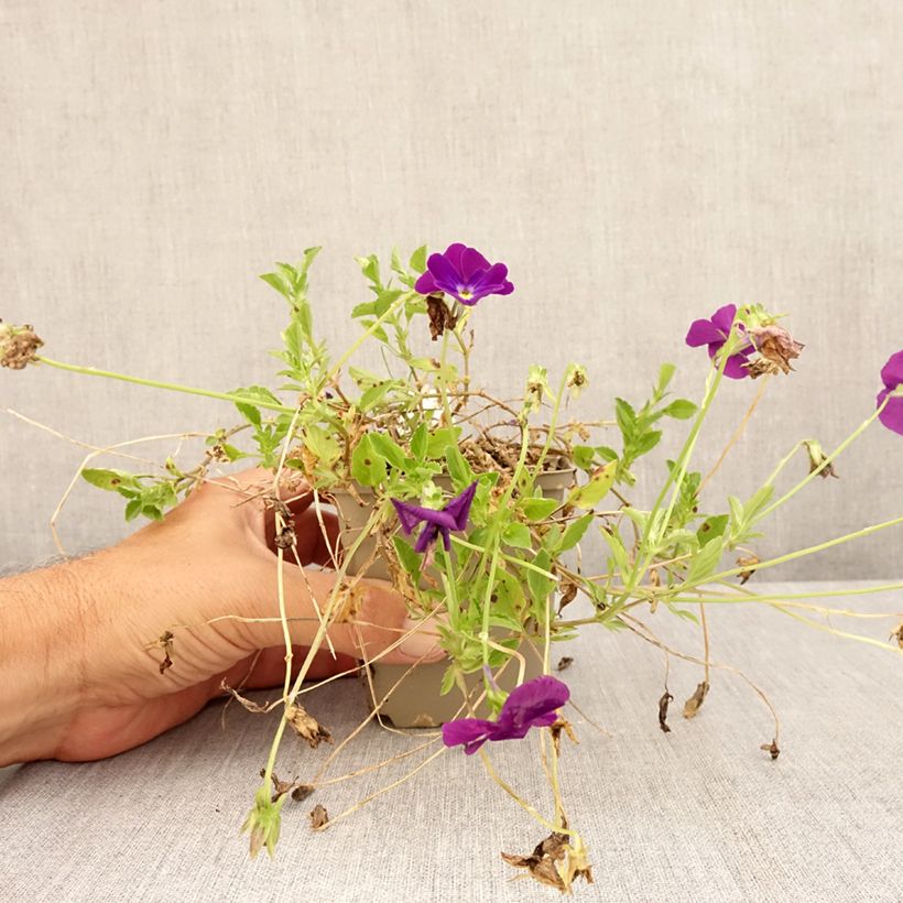 Esemplare di Viola cornuta Martin Vasetto da 8/9 cm consegnato in estate