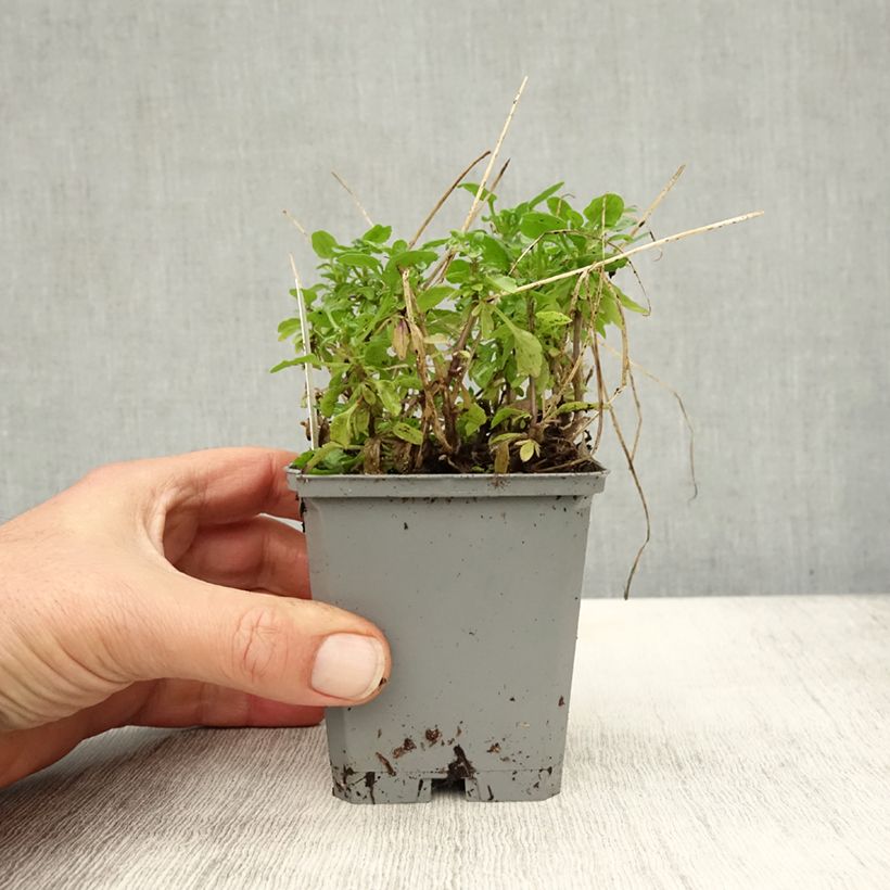 Esemplare di Viola cornuta Molly Sanderson Vasetto da 8/9 cm come consegnato in autunno