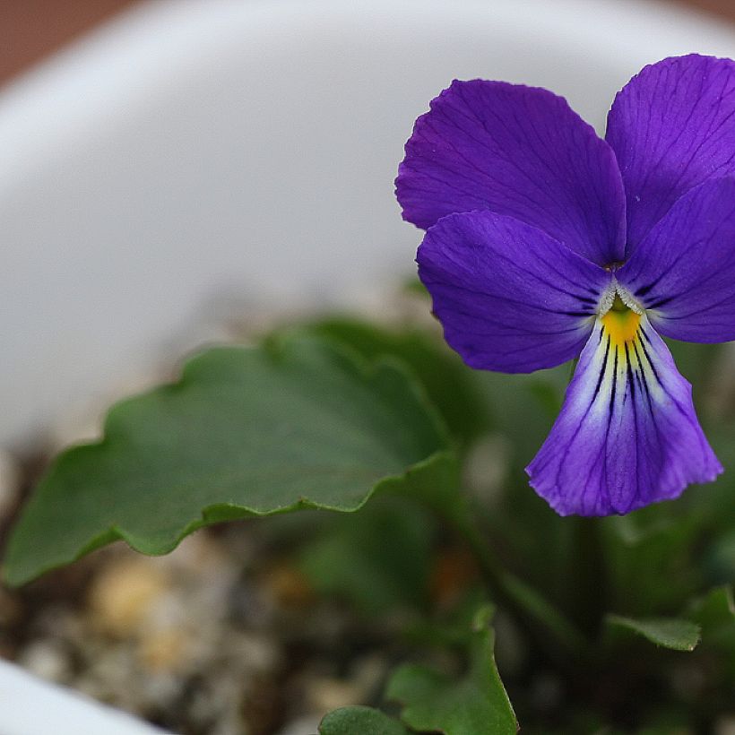Viola corsica (Fogliame)