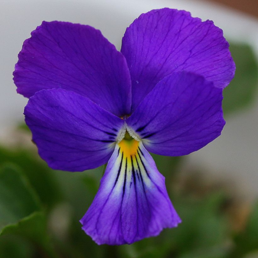 Viola corsica (Fioritura)