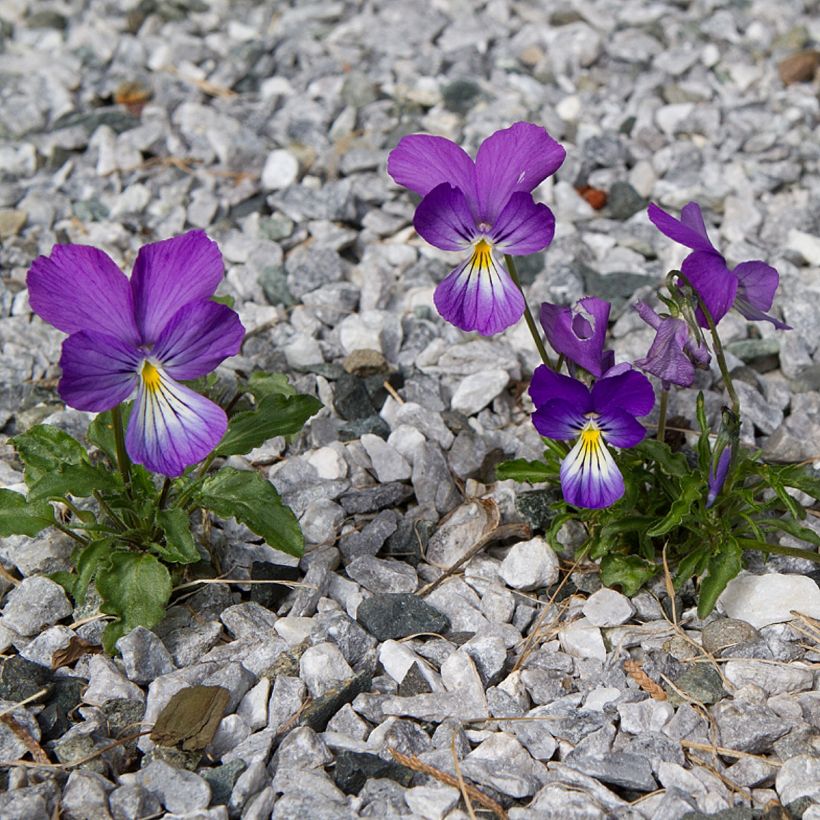 Viola corsica (Porto)
