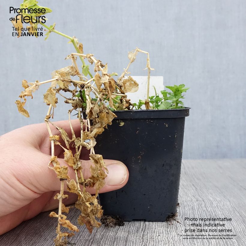 Viola cornuta Wisley White Vasetto da 8/9 cm esemplare consegnato in inverno