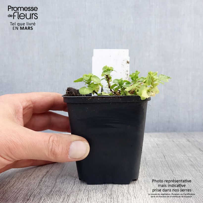 Viola cornuta Wisley White Vasetto da 8/9 cm esemplare consegnato in primavera