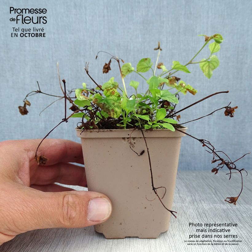 Esemplare di Viola reichenbachiana - Viola silvestre Vasetto da 8/9 cm come consegnato in autunno