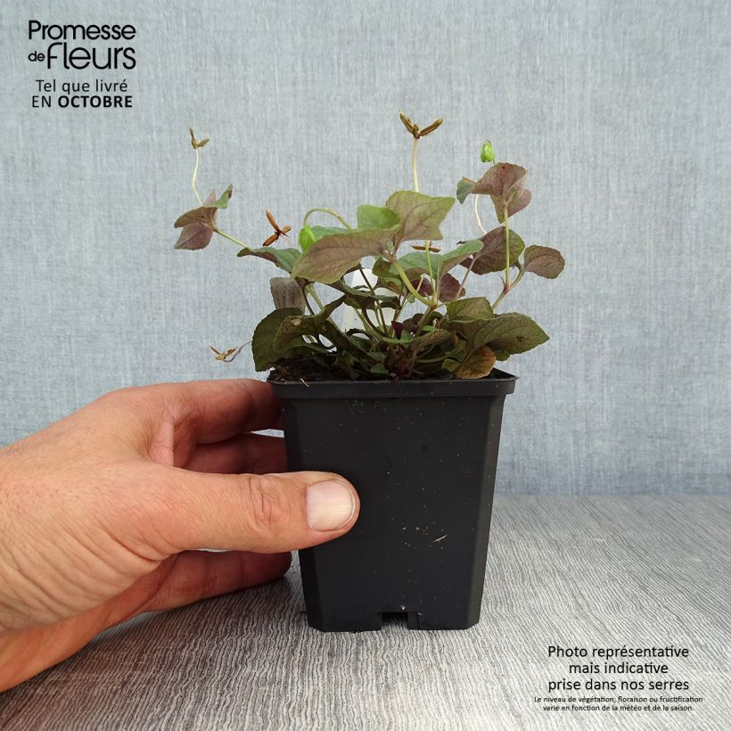 Esemplare di Viola riviniana var. purpurea Vasetto da 8/9 cm come consegnato in autunno