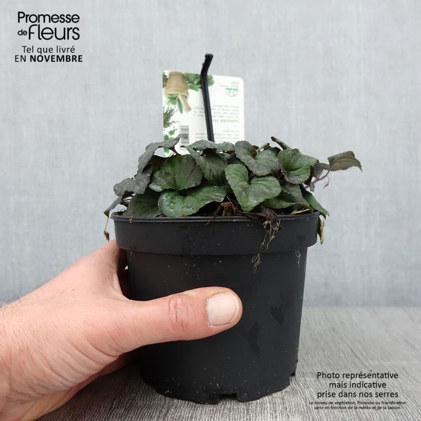 Esemplare di Viola riviniana var. purpurea Vaso da 1,5L/2L come consegnato in autunno