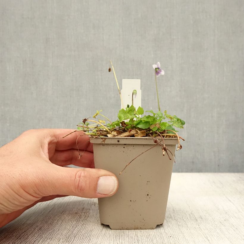 Esemplare di Viola hederacea Vasetto da 8/9 cm come consegnato in autunno